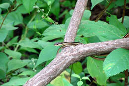 Image of Thamnophis saurita saurita (Linnaeus 1766)