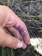 Image of Polygala tenuifolia Willd.