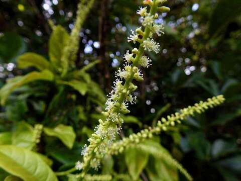 Image of Coccoloba marginata Benth.