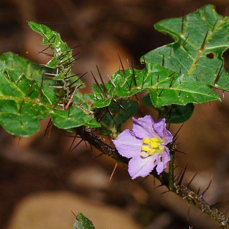 Image of Solanum prinophyllum Dun.