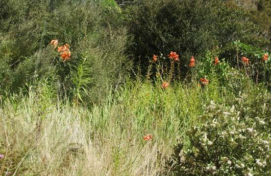 Image of Tiger lily