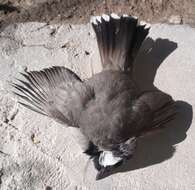 Image of White-eared Bulbul