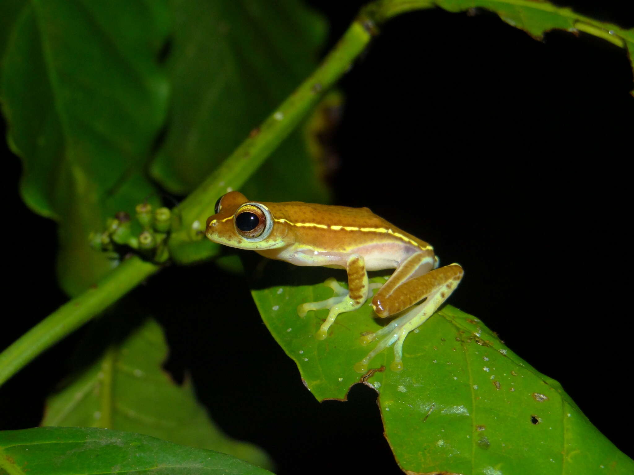 Imagem de Rhacophorus lateralis Boulenger 1883