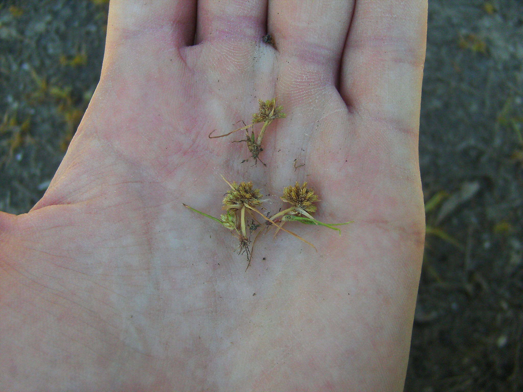 Image of Cyperus michelianus (L.) Delile