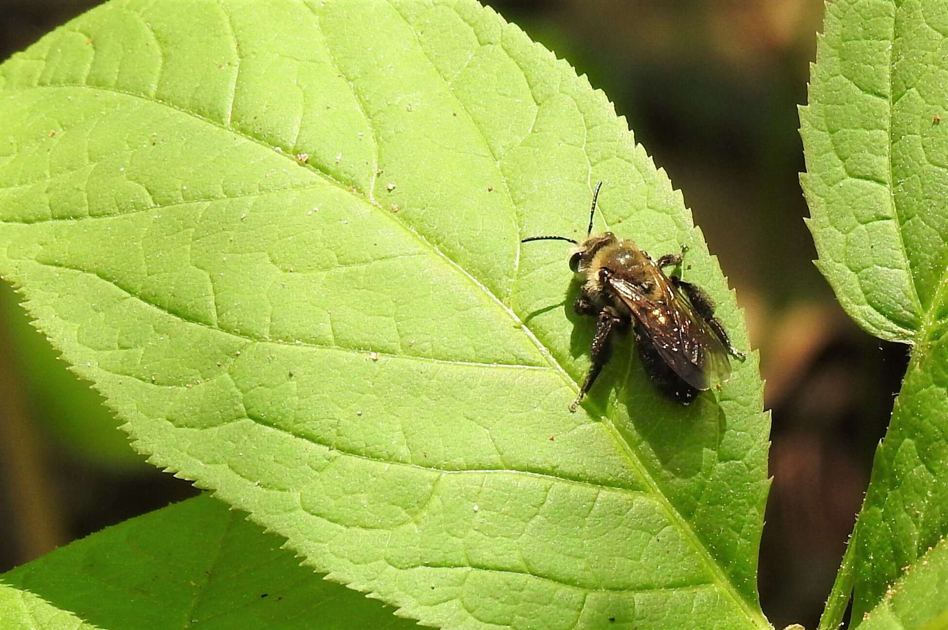 Imagem de Andrena vicina Smith 1853