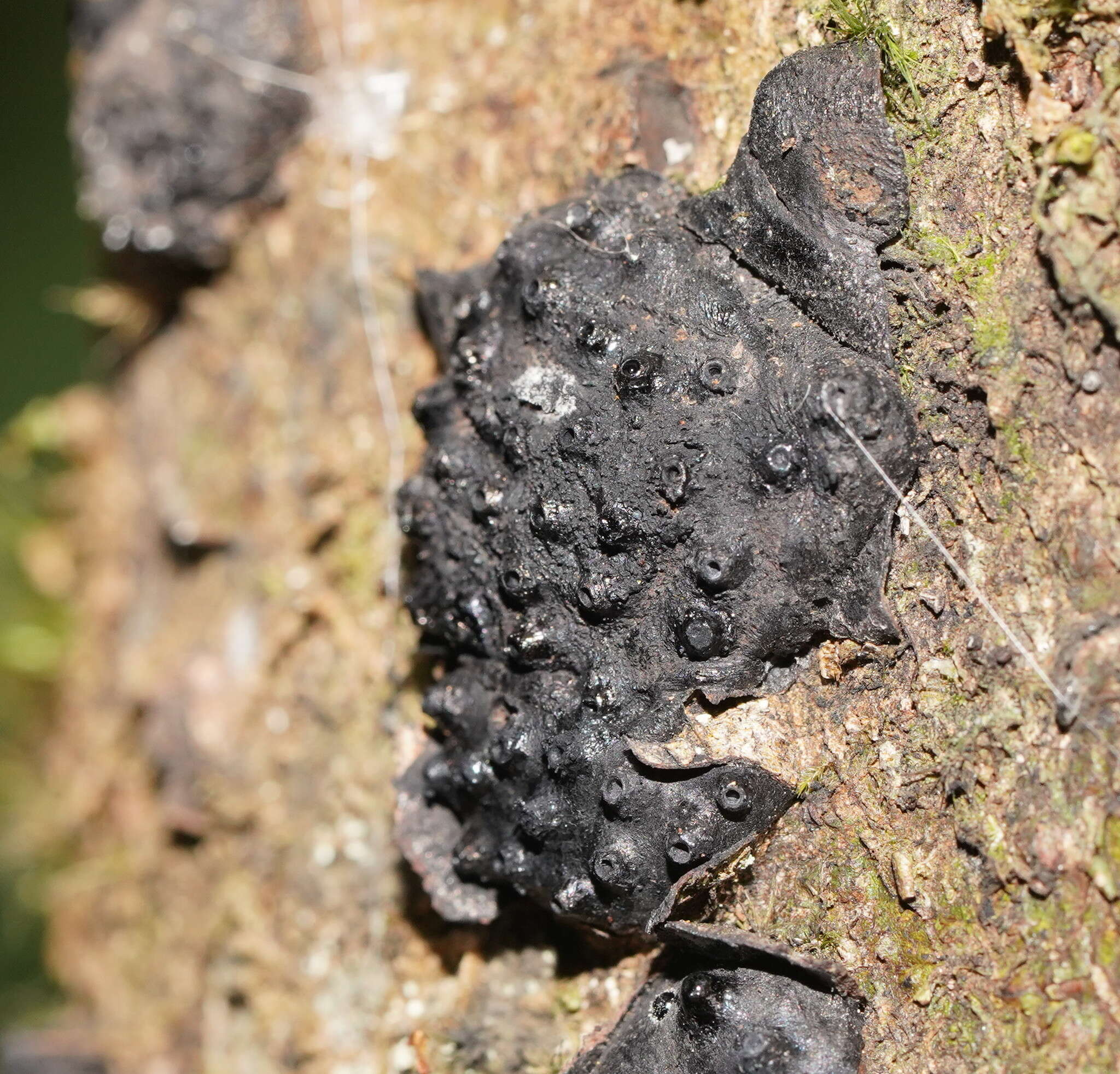 Annulohypoxylon hians (Berk. & Cooke) Y. M. Ju, J. D. Rogers & H. M. Hsieh 2005 resmi