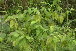 Image of Miconia dentata