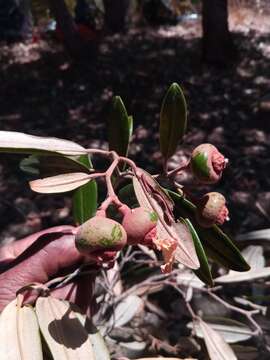 صورة Sarcolaena oblongifolia F. Gérard