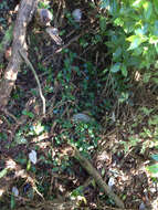 Image of small-leaf spiderwort