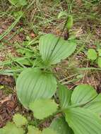 Image of Spotted lady's slipper