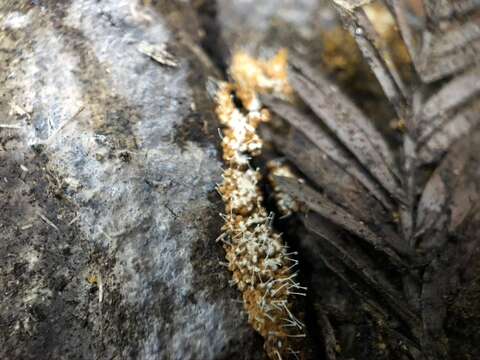 Image of Polycephalomyces