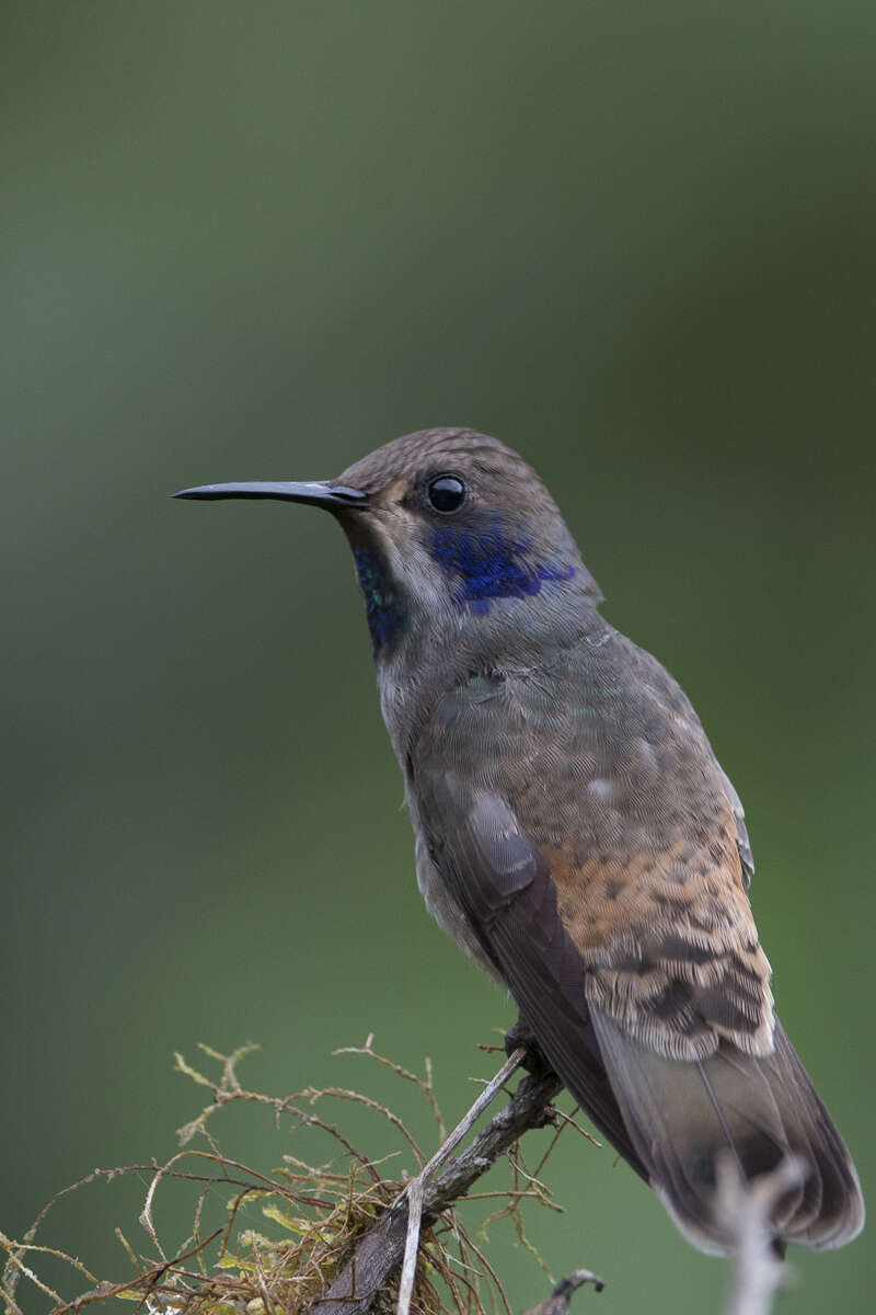 Image of Brown Violet-ear