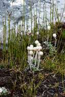 Image de Helichrysum pumilum var. spathulatum A. M. Buchanan