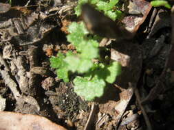 Image of Hydrocotyle callicarpa Bunge