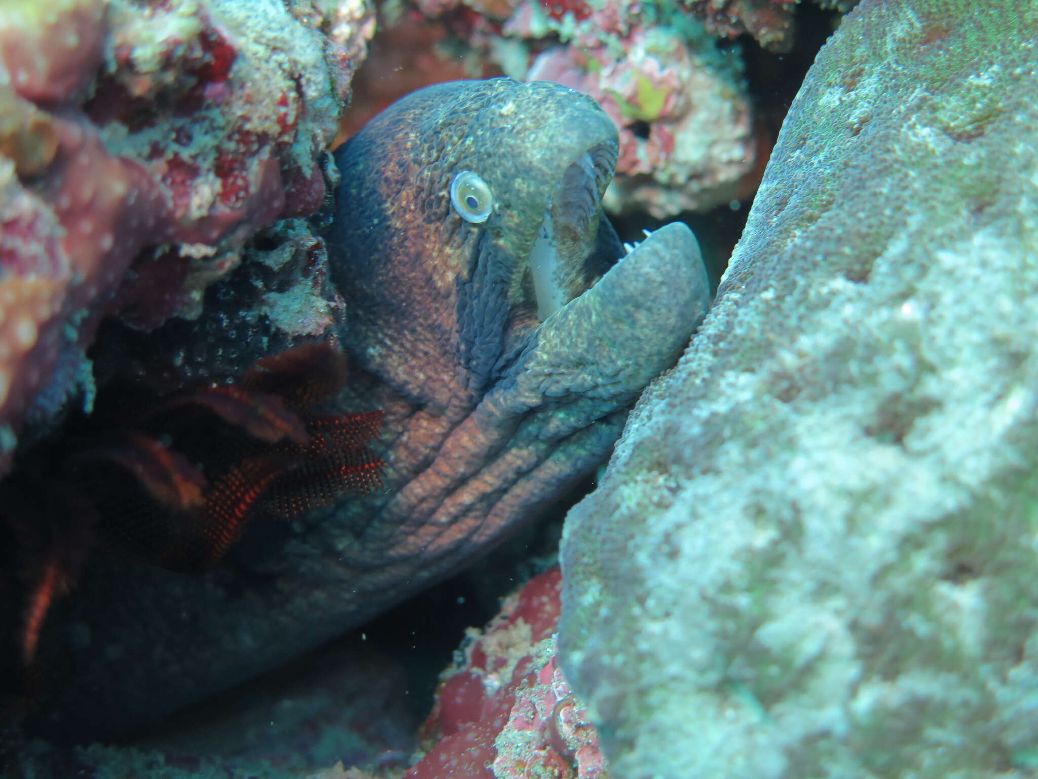 Image of Black cheek moray