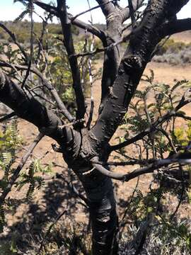 Image of Sophora denudata Bory