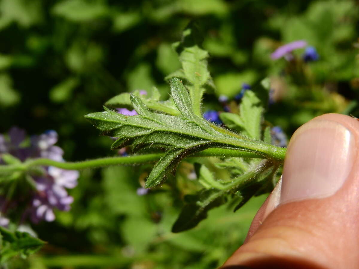 Image of Glandularia mendocina (Phil.) Covas & Schnack