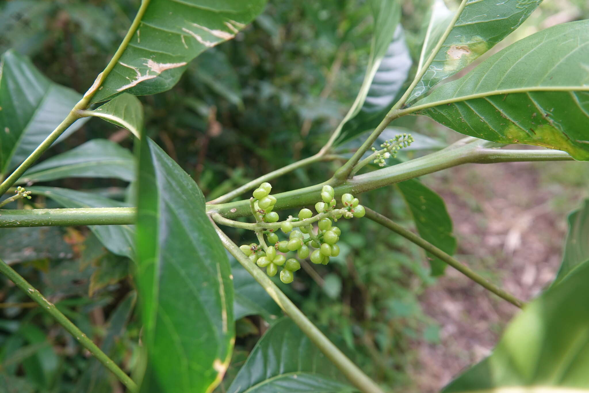 Image de Melicope semecarpifolia (Merr.) T. G. Hartley