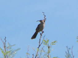 صورة Toxostoma crissale Henry 1858