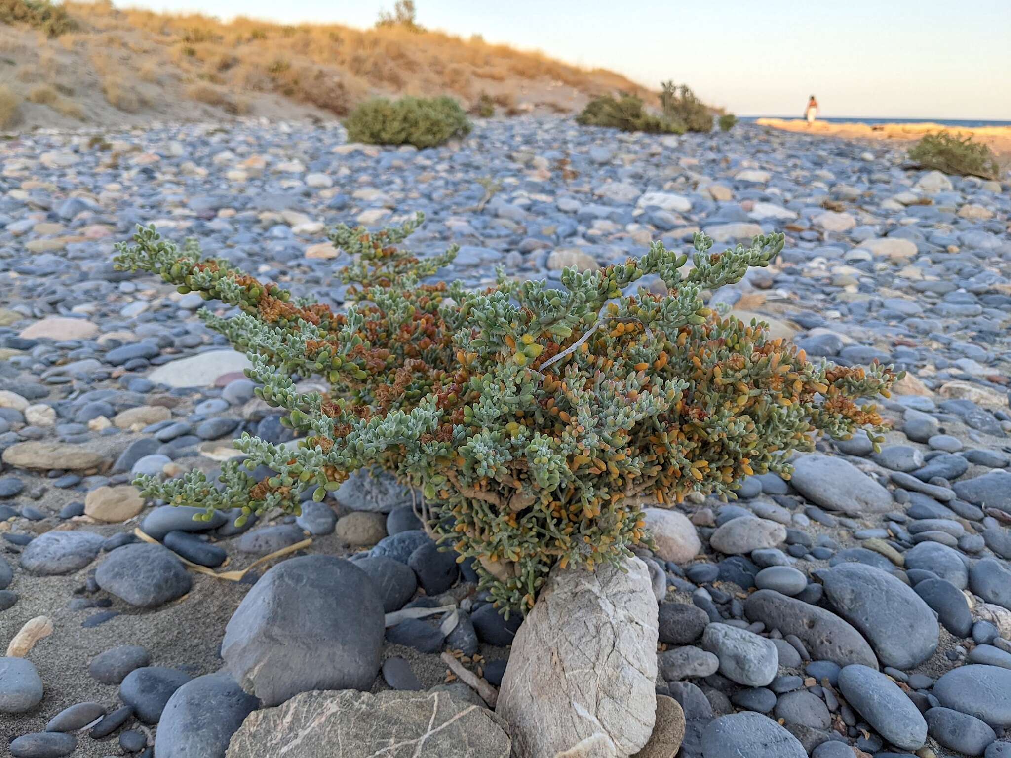 Image of Tetraena alba (L. fil.) Beier & Thulin