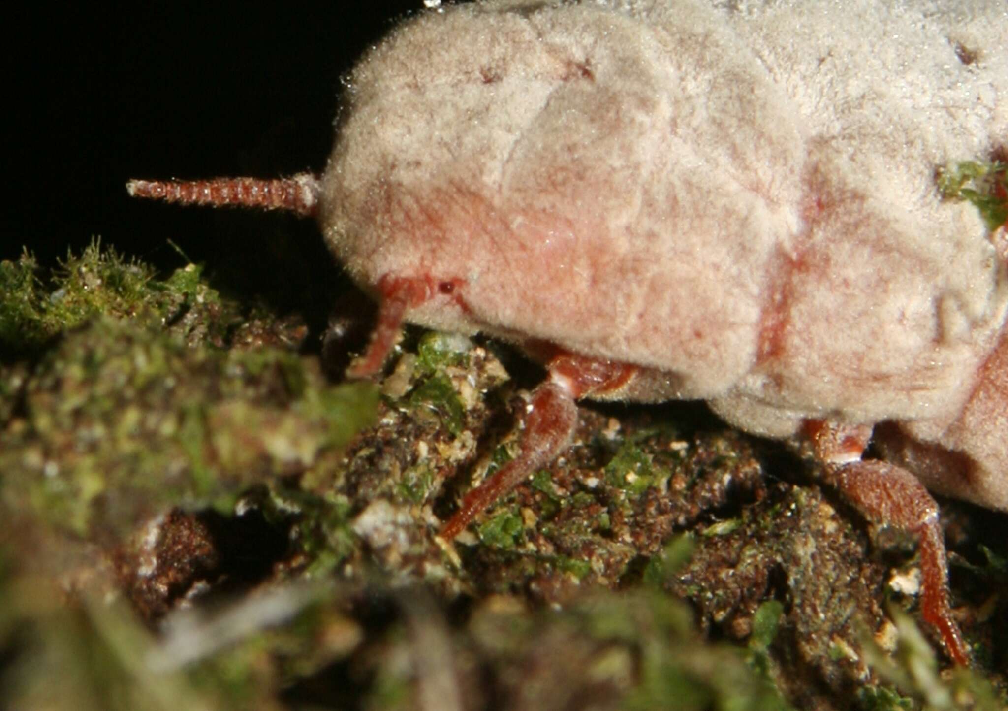 Imagem de Coelostomidia deboerae Morales 1991