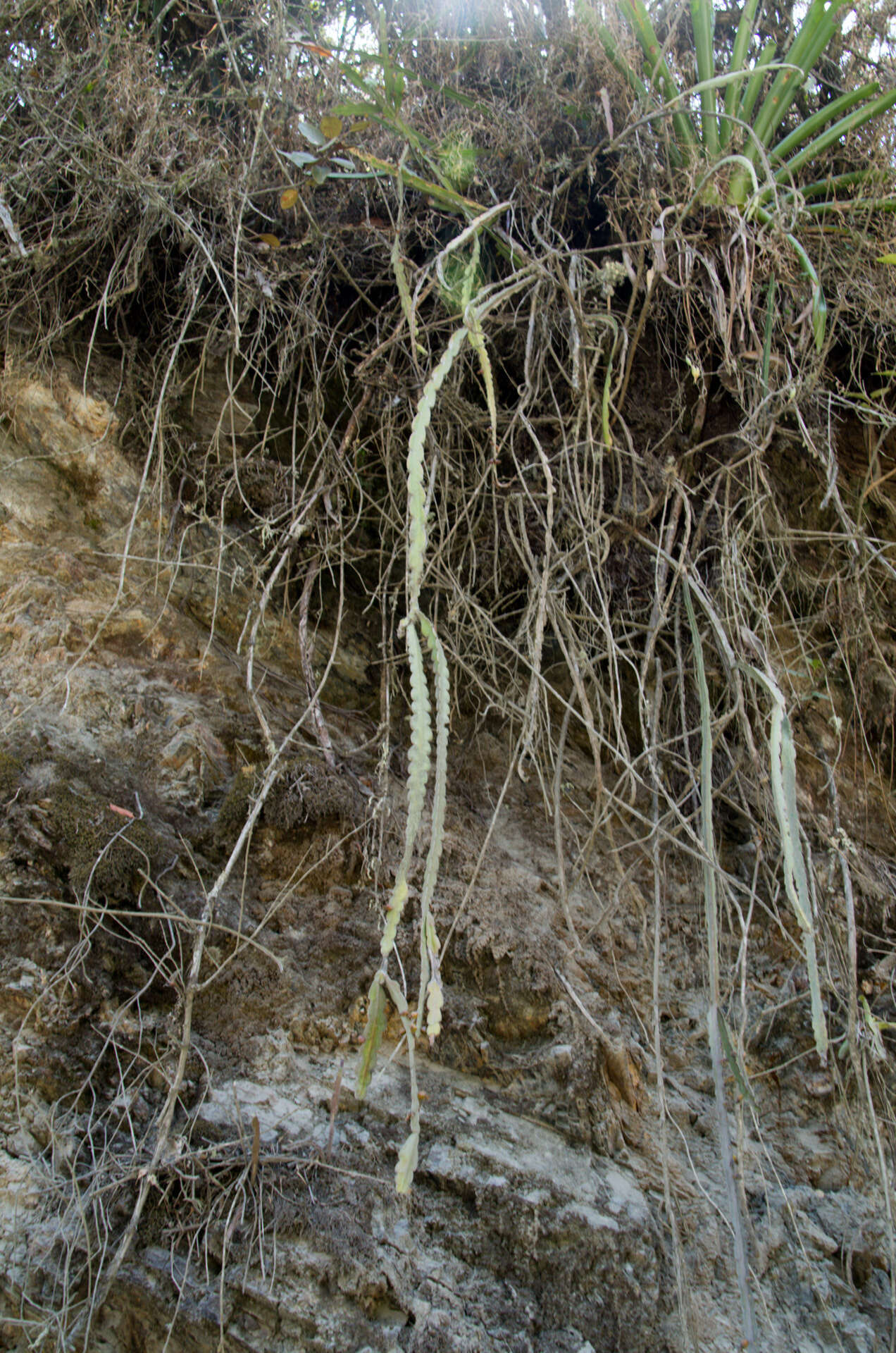 Image of Pfeiffera paranganiensis (Cárdenas) P. V. Heath