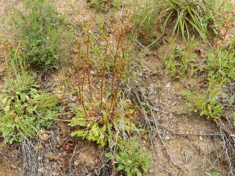 Image of Packera texensis O'Kennon & Trock