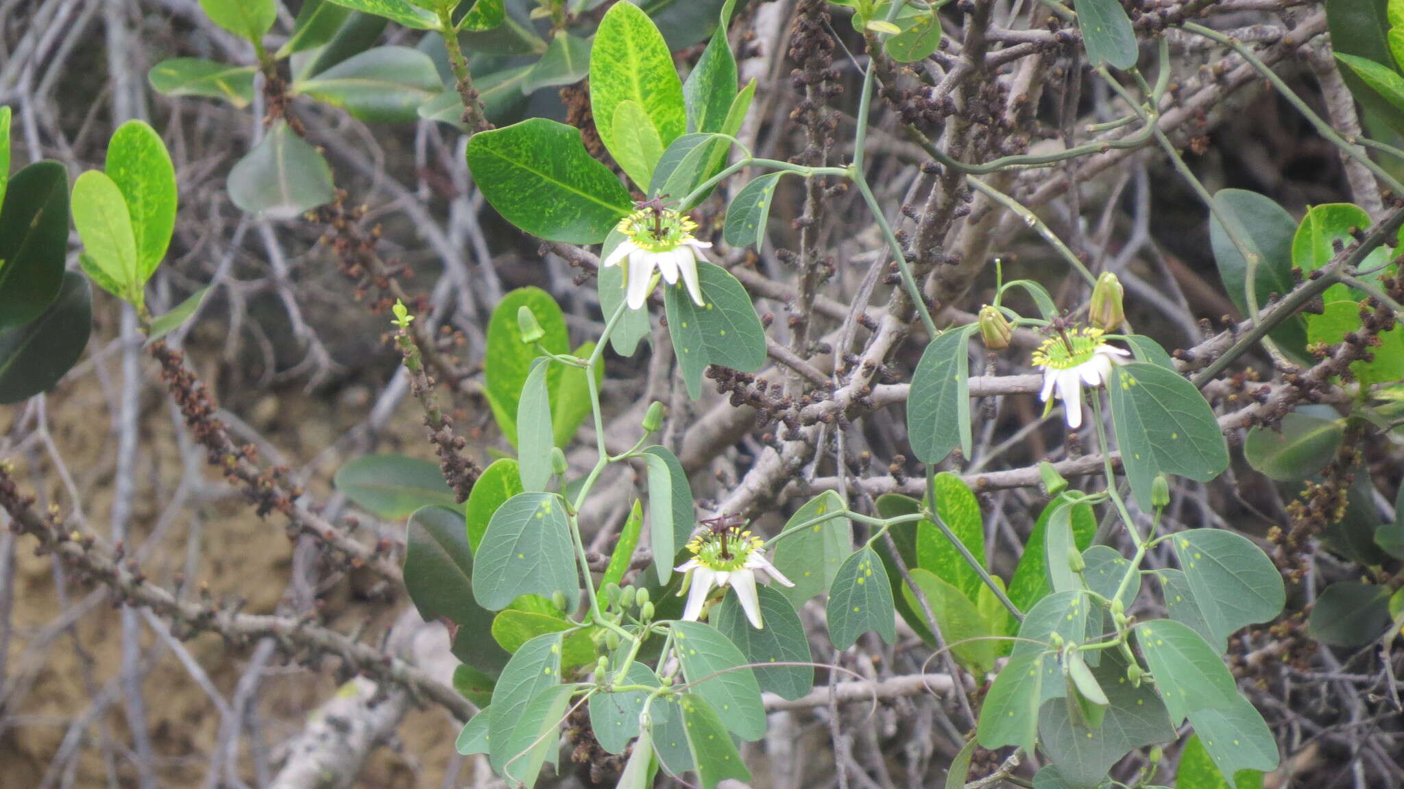Image of Passiflora cuneata Willd.