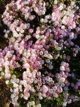 Image of Drosanthemum striatum (Haw.) Schwant.