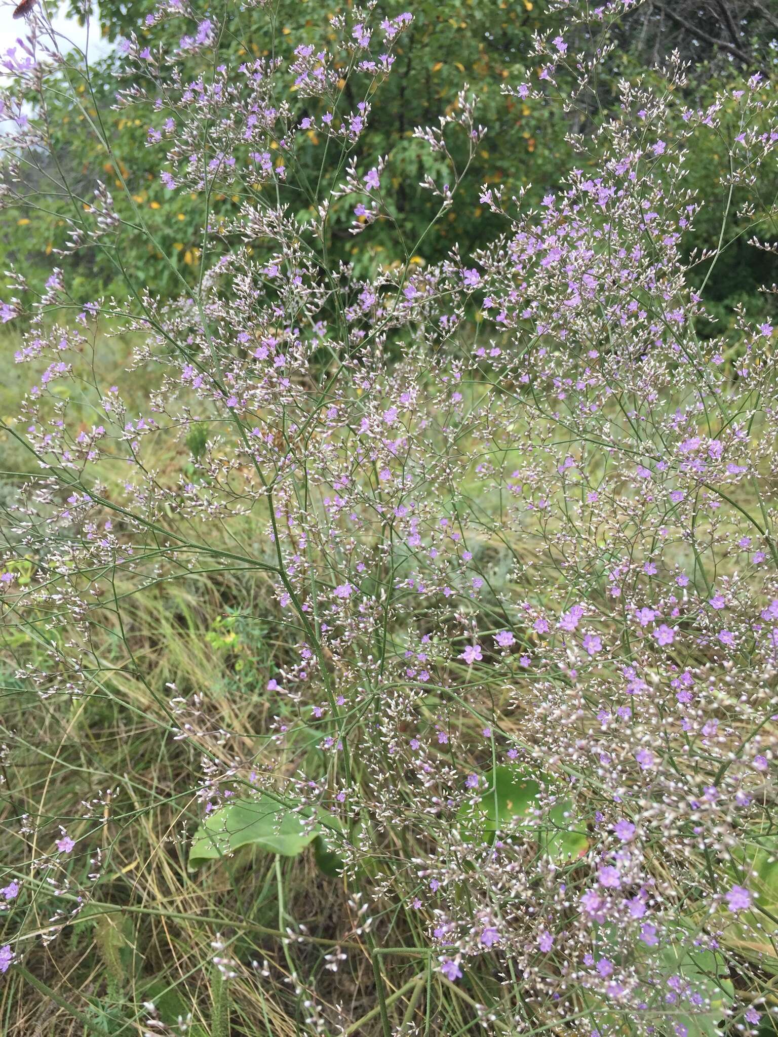 Imagem de Limonium gerberi A. Soldano