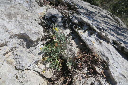 Image of Linaria supina (L.) Chaz.