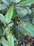 Image of Esenbeckia grandiflora Mart.