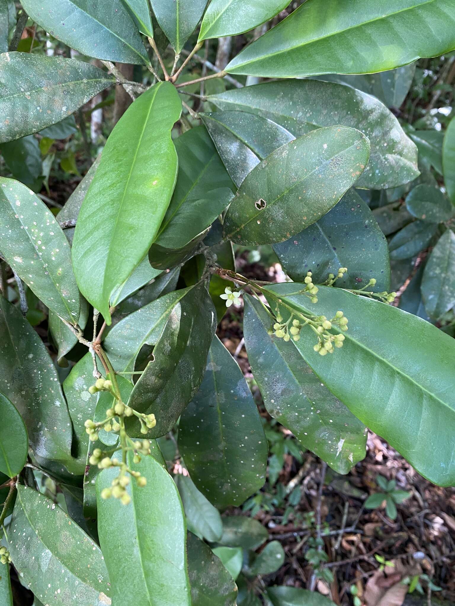 Image of Esenbeckia grandiflora Mart.