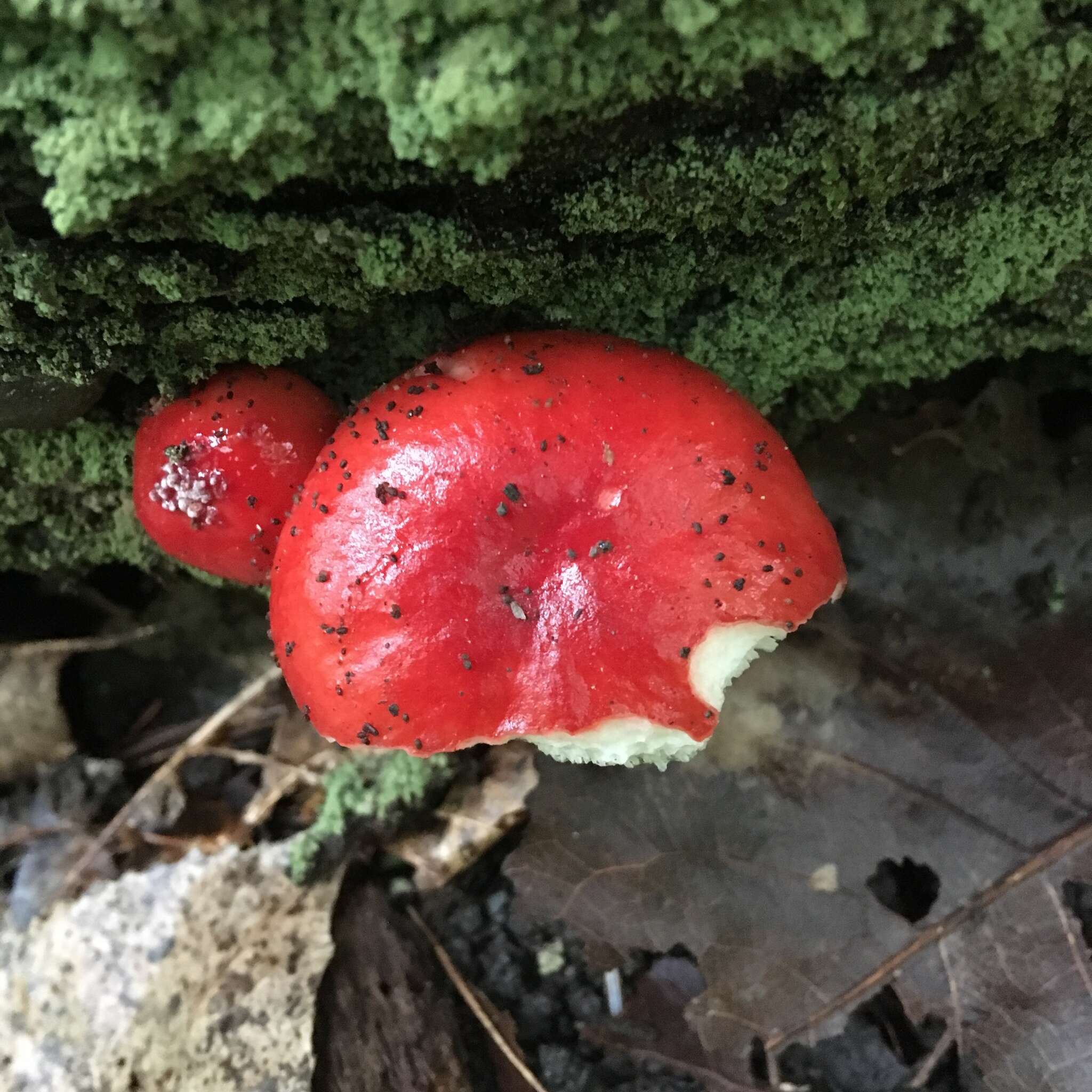 Image of Russula silvicola Shaffer 1975