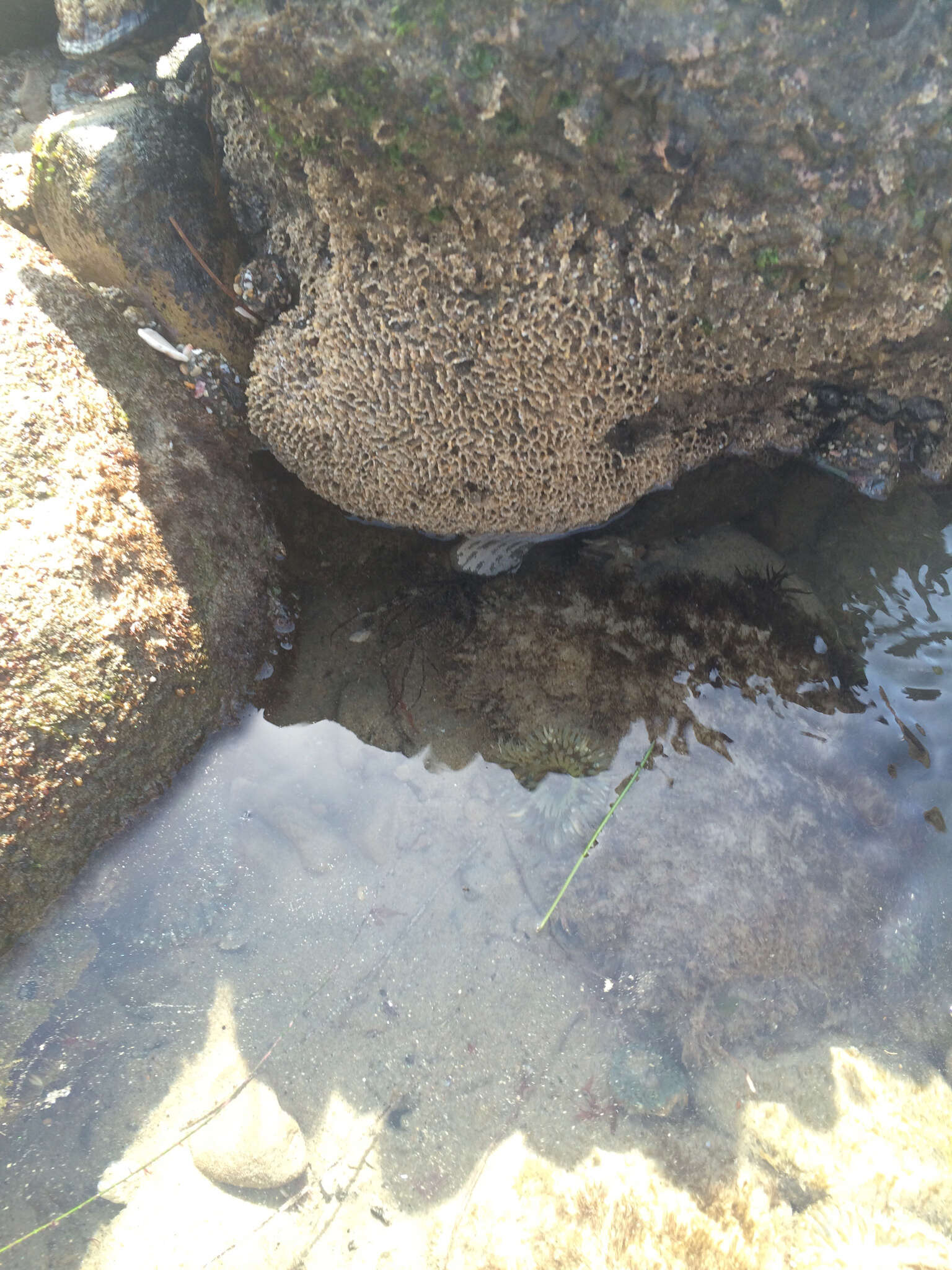 Image of Sandcastle worm