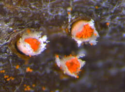 Image of Aecidium celmisiae-discoloris G. Cunn. 1924