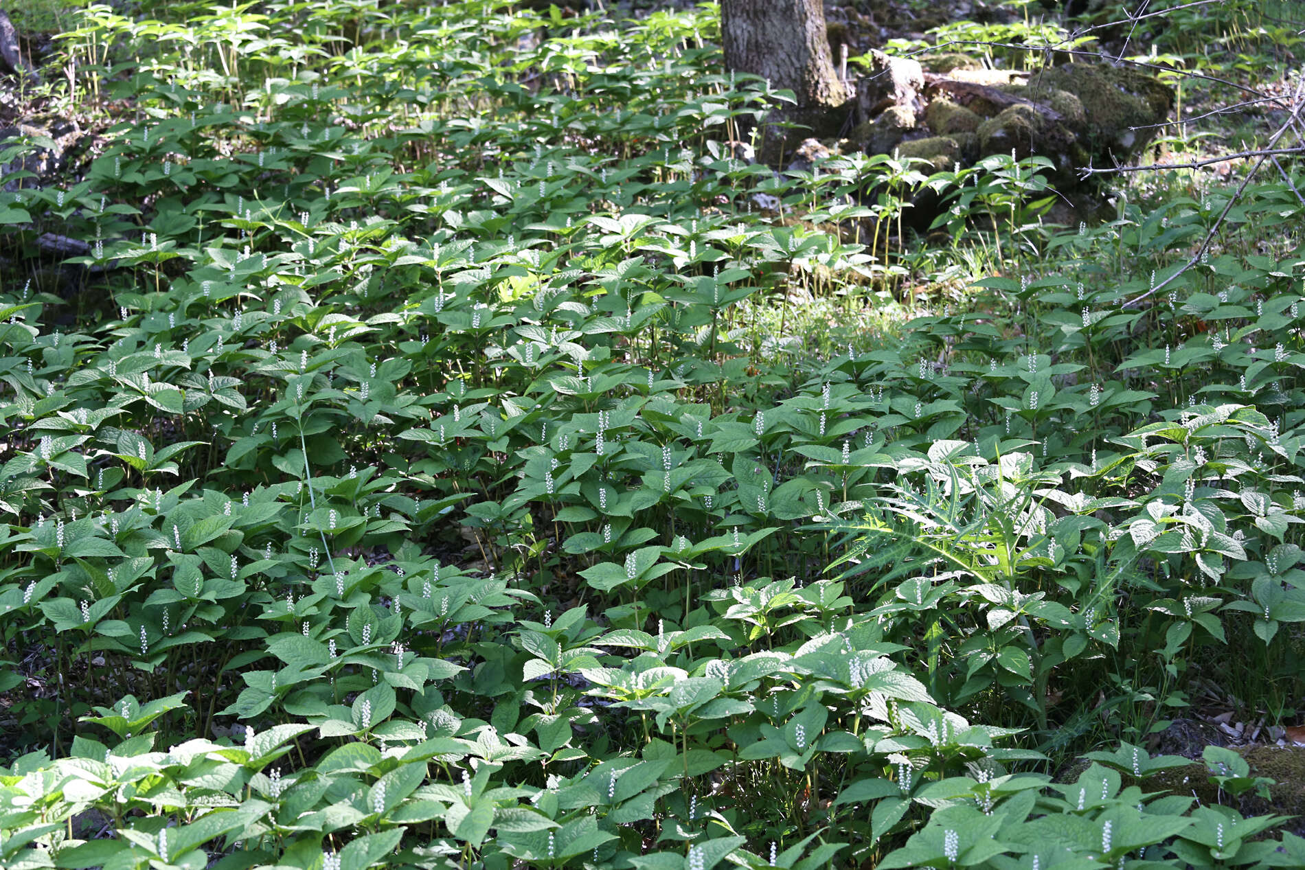 Image of Chloranthus serratus (Thunb.) Roem. & Schult.