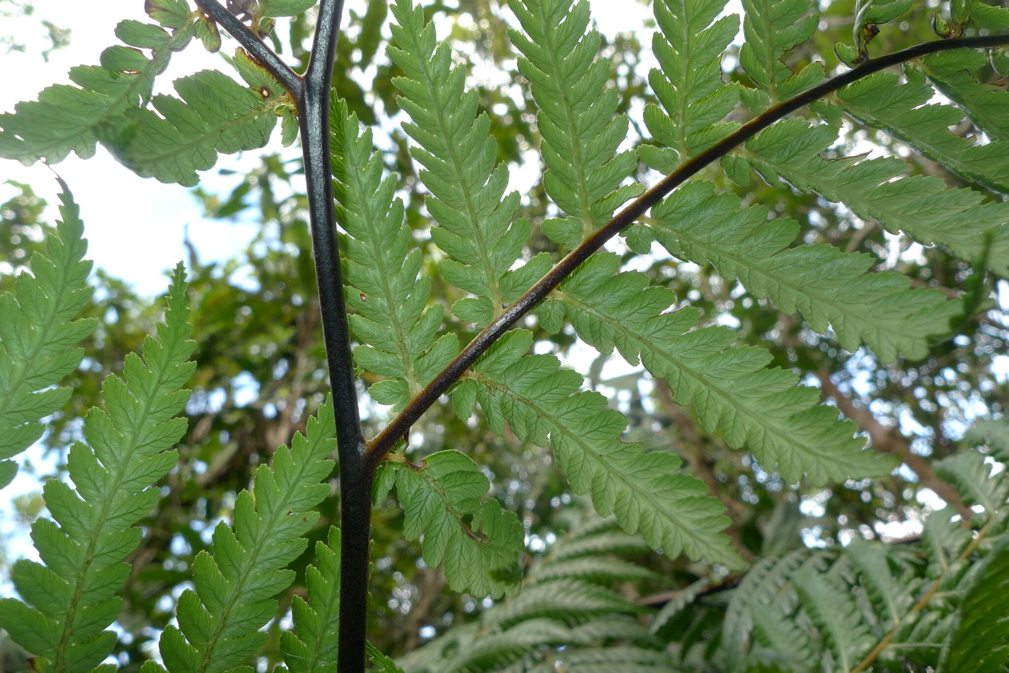 Image of Dicksonia thyrsopteroides Mett.