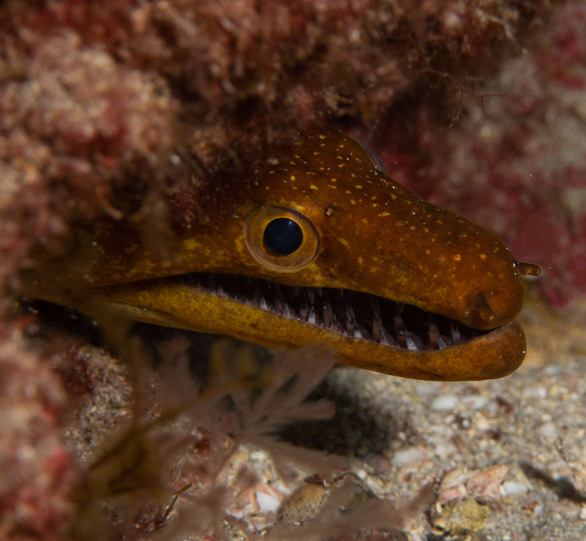 Image of Bird-eye Conger