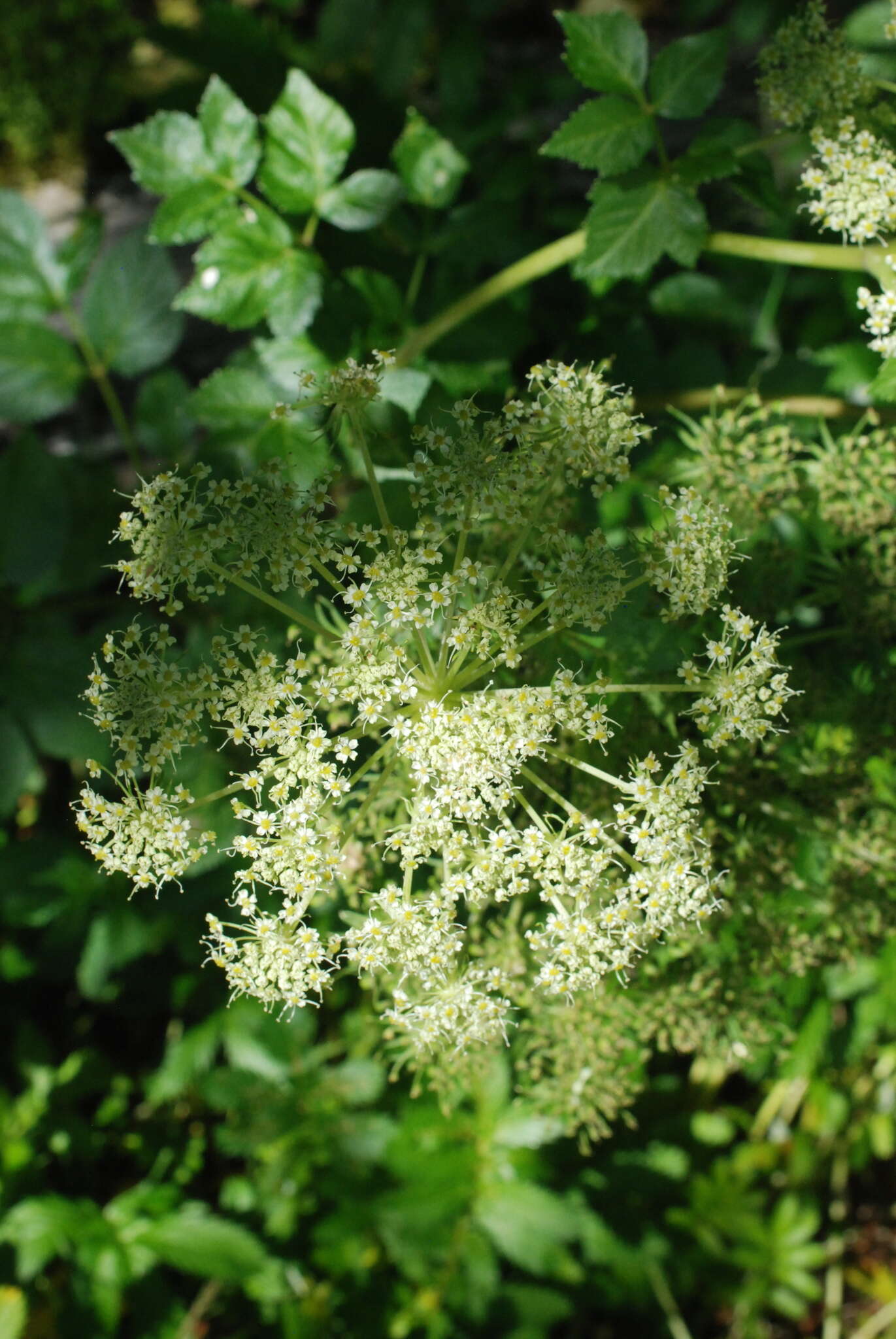 Image of seacoast angelica