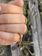 Image of Plains Blackhead Snake