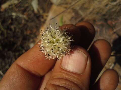 Image of Drimia sphaerocephala Baker