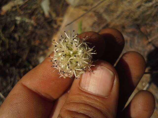 Image of Drimia sphaerocephala Baker