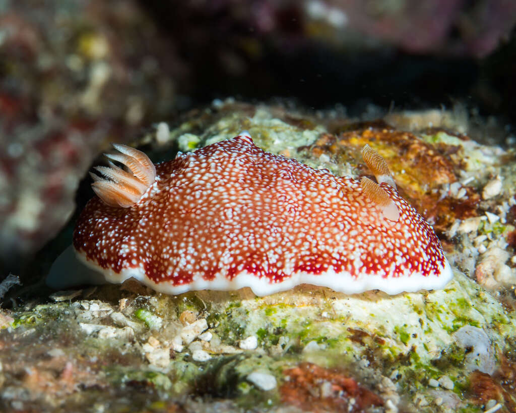 Image of Reticulated red slug