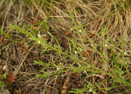 Image of Thesium chinense Turcz.