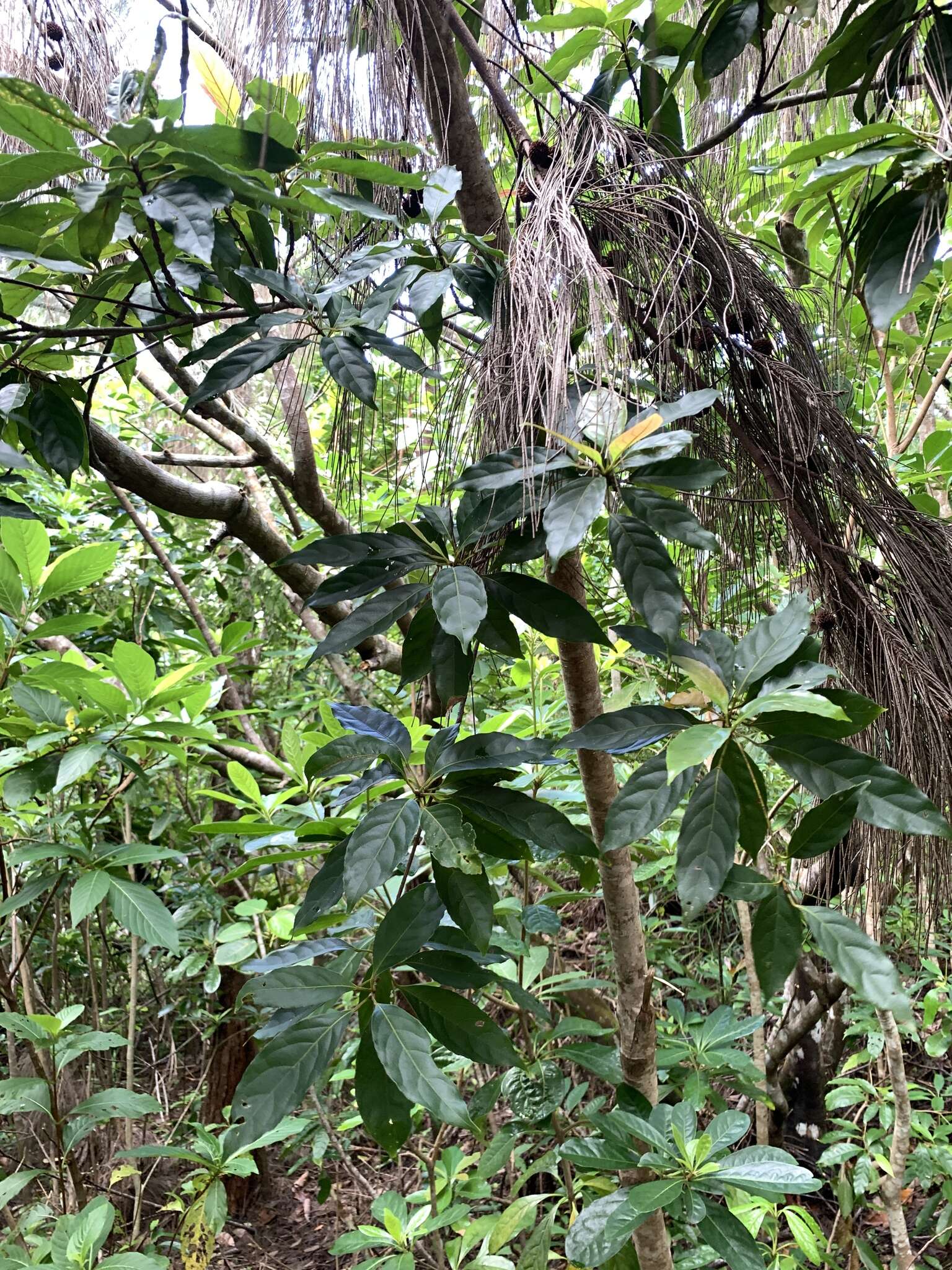 Image of Flowering plant