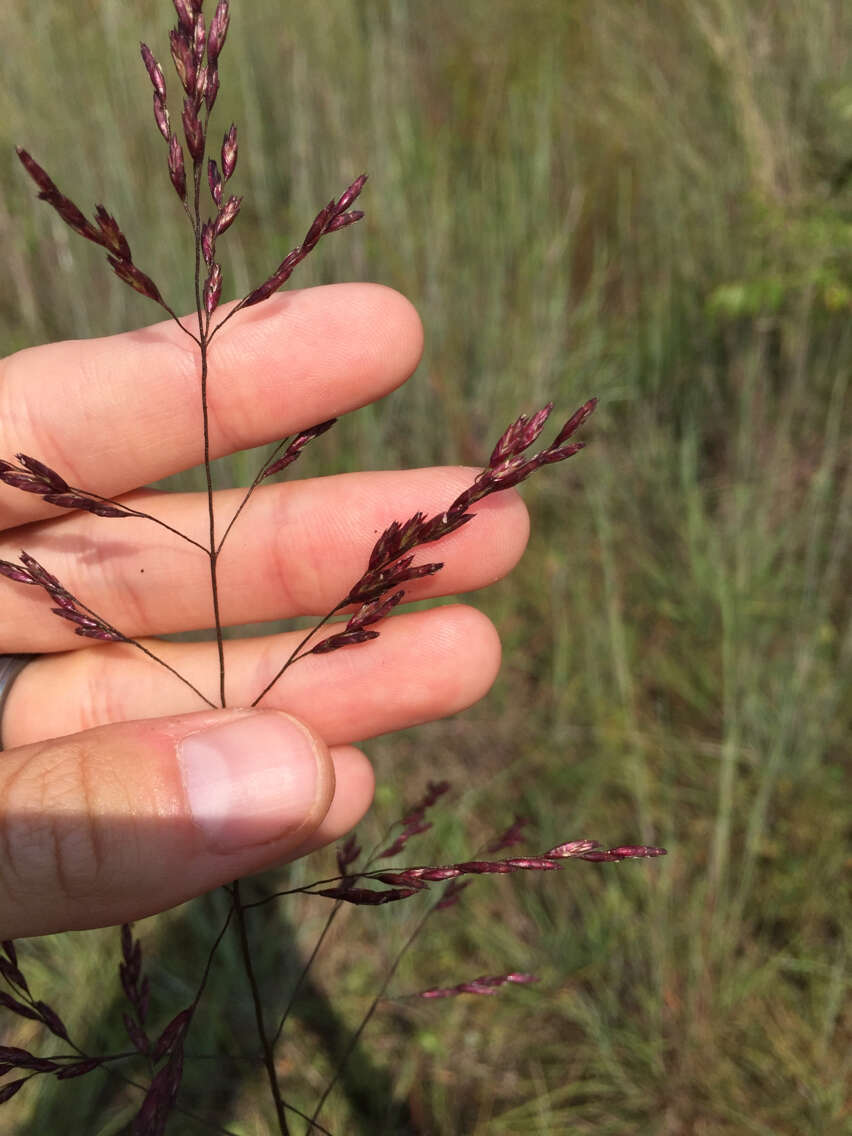 Image of purpletop tridens