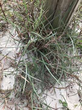 Image of gulf bluestem