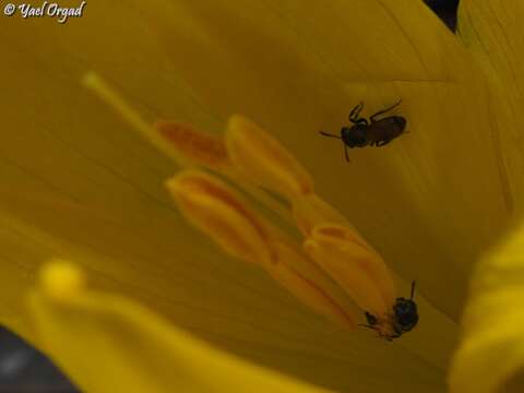 صورة Lasioglossum pseudosphecodimorphum (Blüthgen 1923)