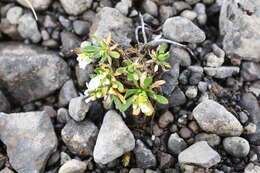 Image of Austrian draba